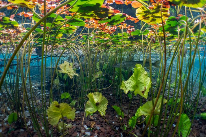 Credits: Michel Roggo