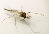 Credits: Markus Pfenninger, Senckenberg