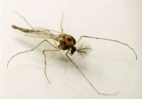 Credits: Markus Pfenninger, Senckenberg