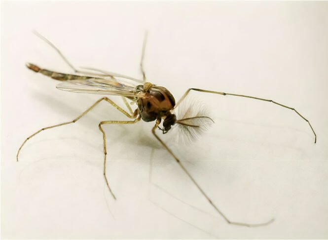 Credits: Markus Pfenninger, Senckenberg