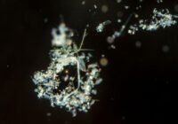 Meeresschnee_ Credits: L. Riemann, Universität Kopenhagen