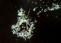 Meeresschnee_ Credits: L. Riemann, Universität Kopenhagen