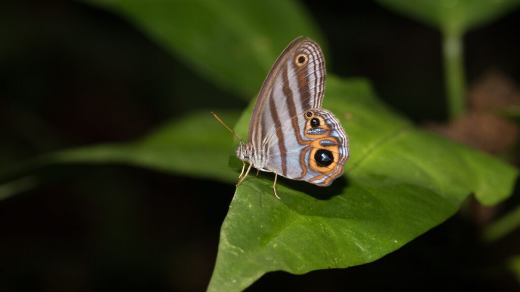 Credits: Christopher Heine, Universität Trier