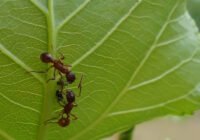 Credits: Christin Walther, Christian-Albrechts-Universität zu Kiel 