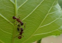 Credits: Christin Walther, Christian-Albrechts-Universität zu Kiel 