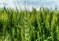 Credits: Andreea Simion, pexels