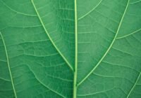 Credits: Andre William, pexels