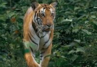 Credits: Anirudh Vidyabhushan, pexels