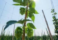 Credits: ELEVATE, pexels