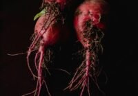 Credits: Eva Bronzini, pexels