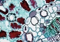 Credits: Fayette Reynolds M.S., pexels