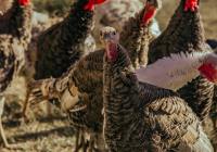 Credits: Kaan Durmuş, pexels