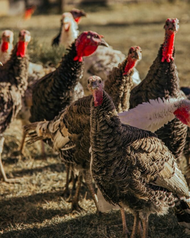 pexels-kaandurmus-10701252 | Pugnalom Credits: Kaan Durmu?, pexels