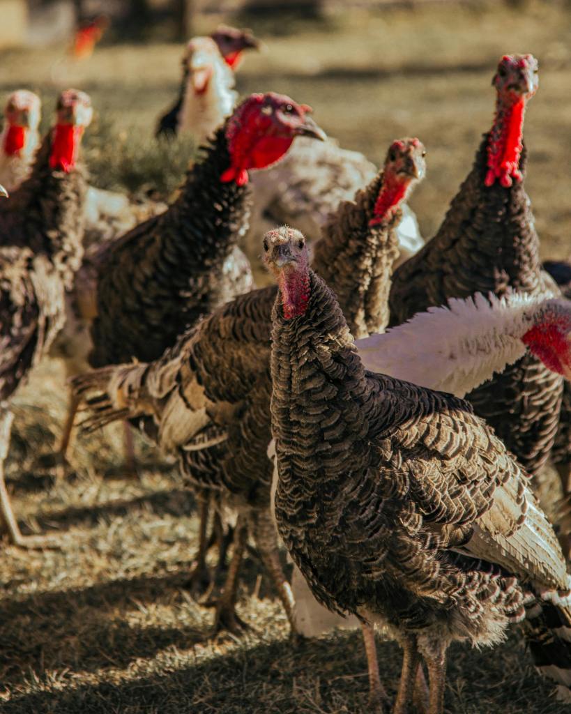 Credits: Kaan Durmuş, pexels