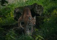 Credits: Leandro Da Silva Gomes, pexels