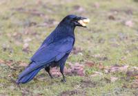 Credits: Siegfried Poepperl, pexels