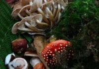 Credits: Lora Rikky, pexels