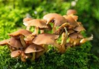 Credits: Pascal _photography, pexels