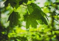 Credits: Valeria Boltneva, pexels