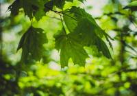 Credits: Valeria Boltneva, pexels