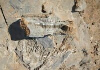 Credits: Cees Passchier