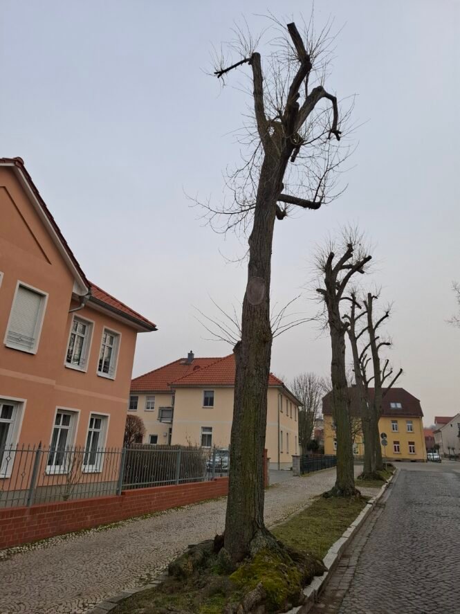 Baumkrüppel_Ballenstedt_SachsenAnhalt | Pugnalom Ballenstedt, Sachsen-Anhalt