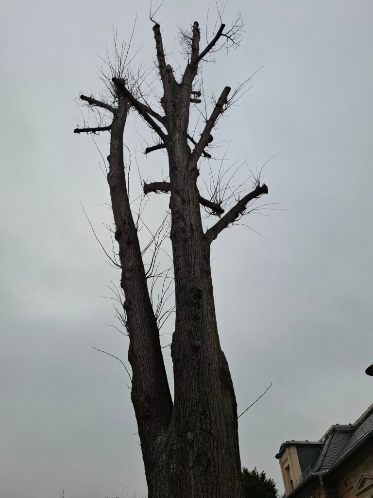 Baumkrüppel_Halberstadt | Pugnalom