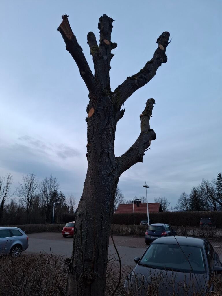 Baumkrüppel_Herkules_Osterode | Pugnalom