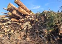 Radikale Entfernung sämtlicher Gehölze