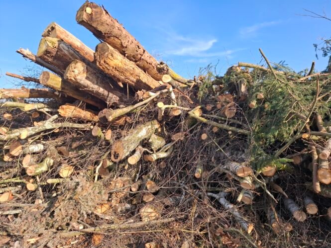 Radikale Entfernung sämtlicher Gehölze