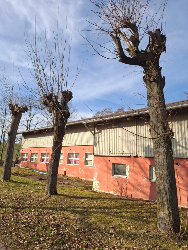 Kohlstruck_Baumkrüppel | Pugnalom