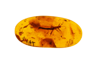 Credits: steinchen, pixabay