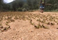 Credits: Einat Couzin-Fuchs, Inga Petelski, Yannick Günzel, Felix B. Oberhauser