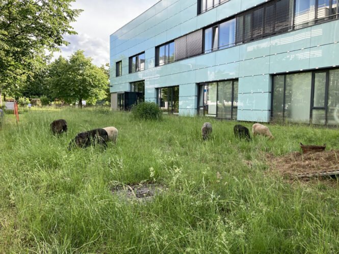 newsimage404037 | Pugnalom Credits: Universität Augsburg