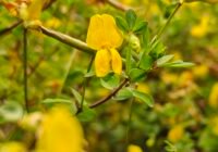 Credits: Max-Planck-Institute für Molekulare Pflanzenphysiologie