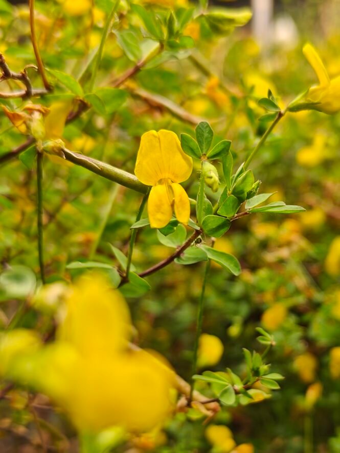 Credits: Max-Planck-Institute für Molekulare Pflanzenphysiologie