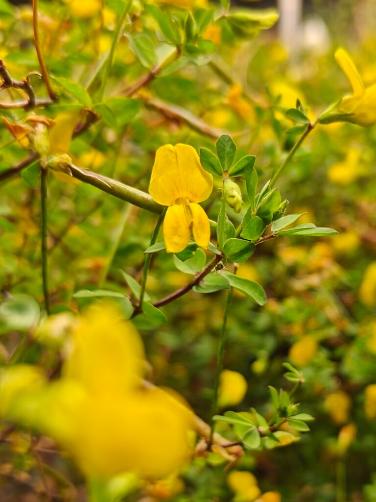 Credits: Max-Planck-Institute für Molekulare Pflanzenphysiologie