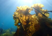 Credits: Sarina Niedzwiedz, Universität Bremen