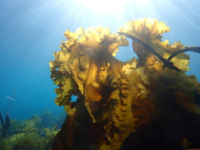 Credits: Sarina Niedzwiedz, Universität Bremen