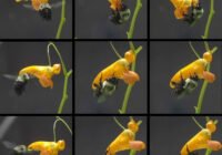 Credits: Robert Gegear