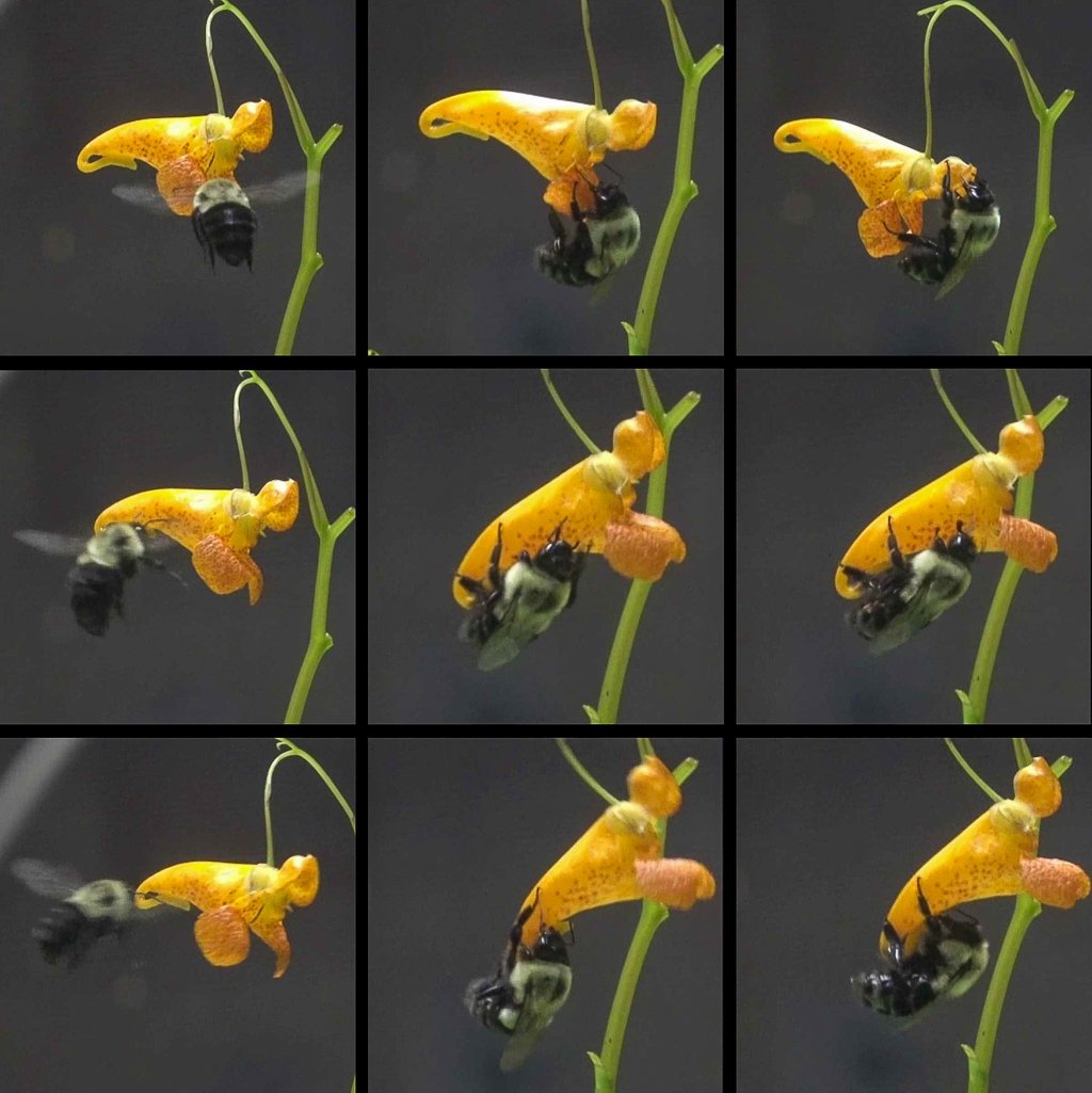 Credits: Robert Gegear