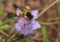 Credits: Elke Zippel, Botanischer Garten Berlin