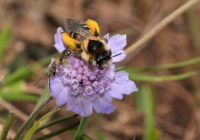 Credits: Elke Zippel, Botanischer Garten Berlin