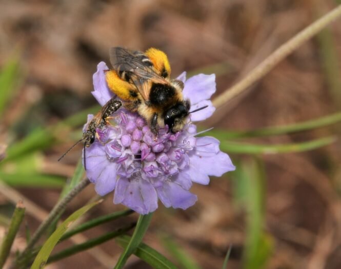 Credits: Elke Zippel, Botanischer Garten Berlin