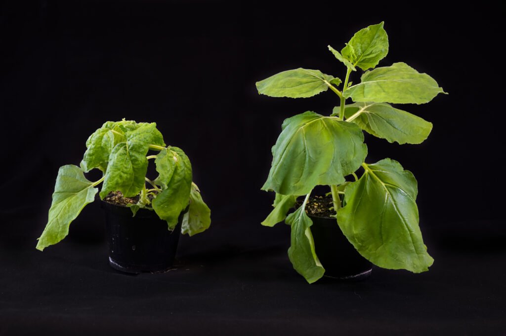 newsimage404757 | Pugnalom Credits: Heiko Rebsch, Universität Halle