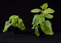 Credits: Heiko Rebsch, Universität Halle