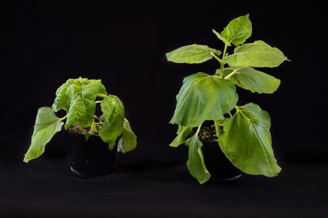 newsimage404757 | Pugnalom Credits: Heiko Rebsch, Universität Halle