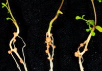 Credits: Defeng Sheng