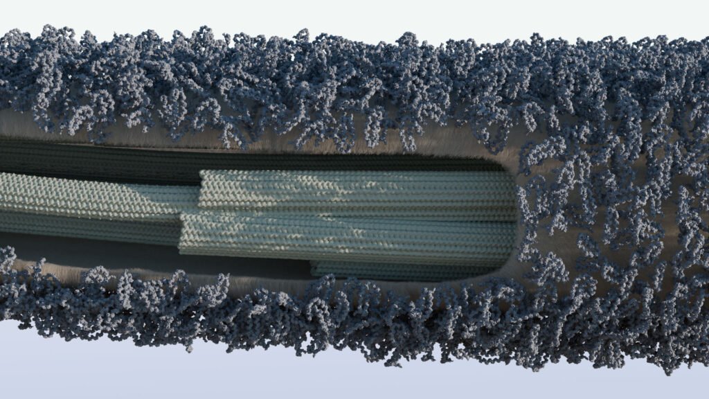 newsimage404888 | Pugnalom Der Aufbau eines Ziliums der Grünalge Clamydomonas reinhardtii #Credits: A. Nievergelt, adapted from Hoepfner et al., 2025 (2025)