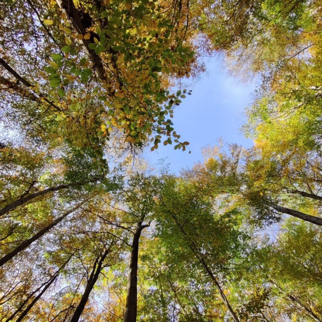 Credits: Simon Drollinger, Universität Göttingen